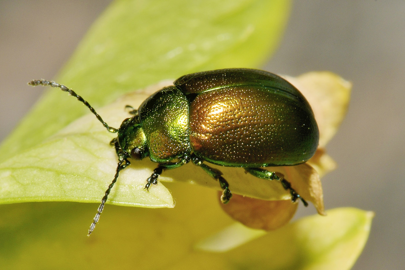 Chrysomelidae: Chrysolina herbacea? Sì